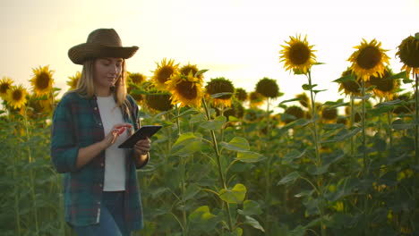 A-woman-walks-across-a-field-with-large-sunflowers-and-writes-information-about-it-in-her-electronic-tablet-in-summer-evening.